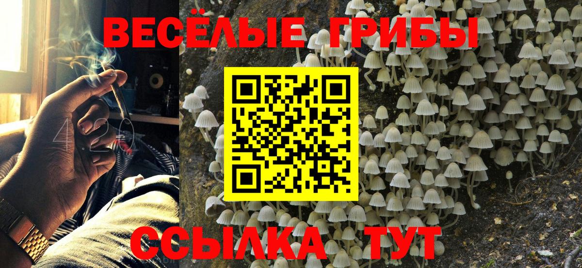 Псилоцибиновые грибы прущие грибы  Видное  Псилоцибиновые грибы прущие грибы 